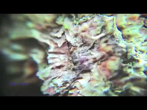 Estie -  Horizon (Tour De Traum XV)