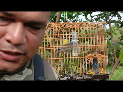 Trinca ferro javali dando uma largadinha em aurora do para 