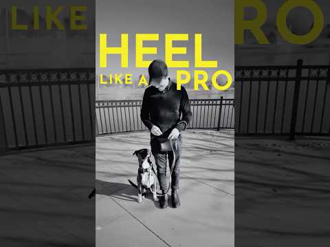 How to teach your dog the heel command. #dogtrainer #puppy #puppytraining