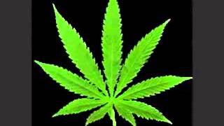 cartel de santa   marihuana cannabis sativa