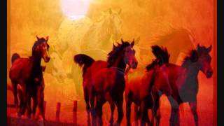 Shearwater - Insular Life