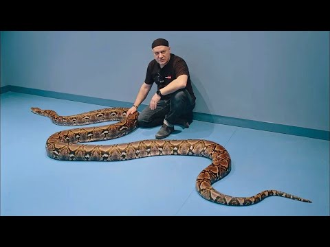 Największy pyton w Polsce !