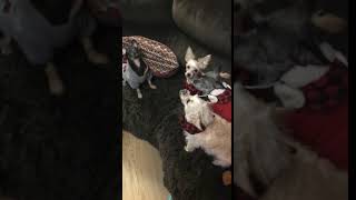 Cairn Terrier Puppies Videos