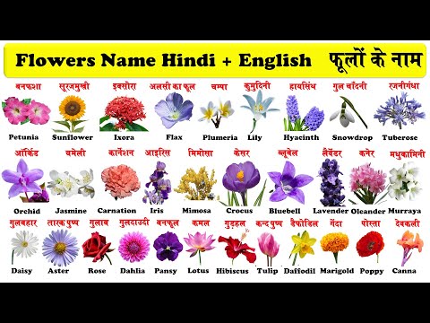 Download Flower Name In Hindi 3gp Mp4 Codedwap Download Flower Name In Hindi 3gp Mp4 Codedwap