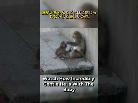 Punchs SWEETEST Moment With Newborn! 🥺🐒 #punch #パンチくん #short #viral #shorts #fyp パンチ君 パンチ #がんばれパンチくん