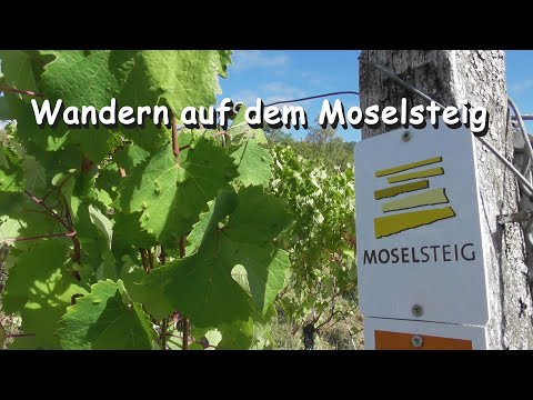 Wandern auf dem Moselsteig von Güls bis Klotten