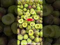 Delicious Plum Fruit Plaumen Mận Tây Look Good Yummy Satisfying