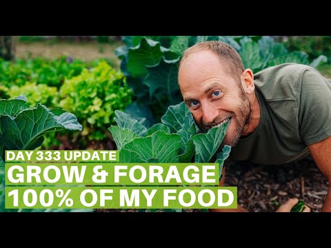 Growing and Foraging 100% of My Food - Day 333 Update