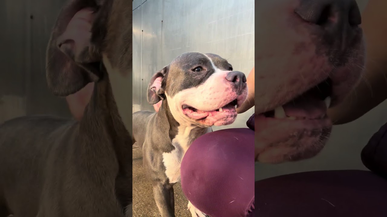 Silly Goose, an adopted Pit Bull Terrier in Chicago, IL video 5/5