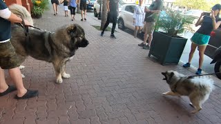 Tsavo | Magnificent Caucasian Ovcharka Puppy Import From Russia W/Love