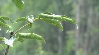 Chuva Forte e Relaxante 🌧 Ajuda Natural para Sono Profundo 🌧 ASMR