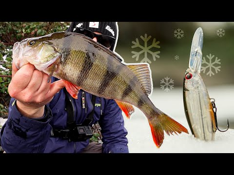 BESTER TWITCHBAIT Ever! Damit fängt man Barsche im Winter und Frühling.