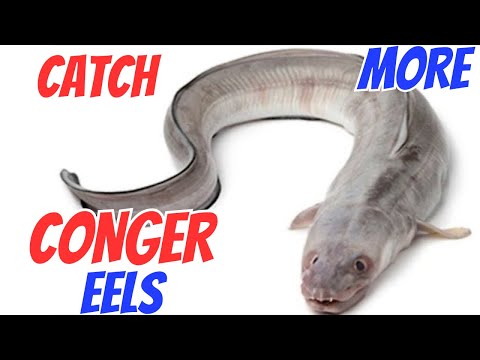 Conger Eel - Best baits rigs & tips #fishfridays