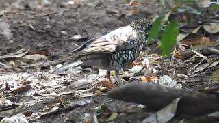 Download lagu Burung Anis Sisik (Scaly Thrush ) - Suara kicau di Alam Bebas mp3 Download lagu Burung Anis Sisik (Scaly Thrush ) - Suara kicau di Alam Bebas mp3