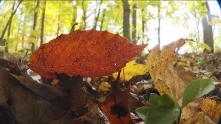 New nature preserve in Pickerington dedicated