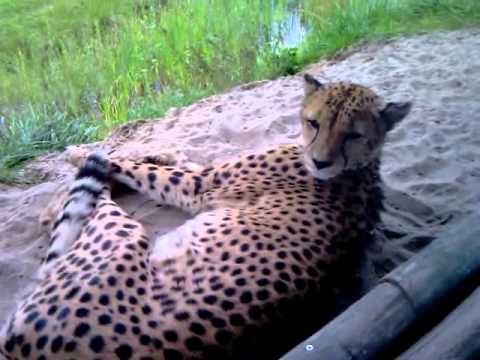 Cheetah van dichtbij in Zoo Parc Overloon