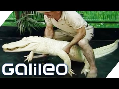 Wie gefährlich ist das Albino Krokodil? | Galileo | ProSieben