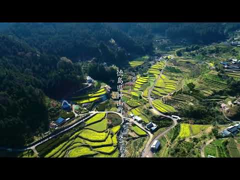 江田の菜の花