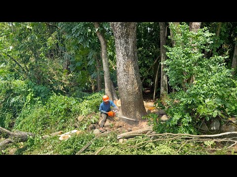 Extreme Danger! Felling 2 Towering Trees on the Edge of the River!