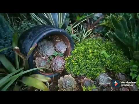 Yesu Tosha..Video Cover....Randly boy...