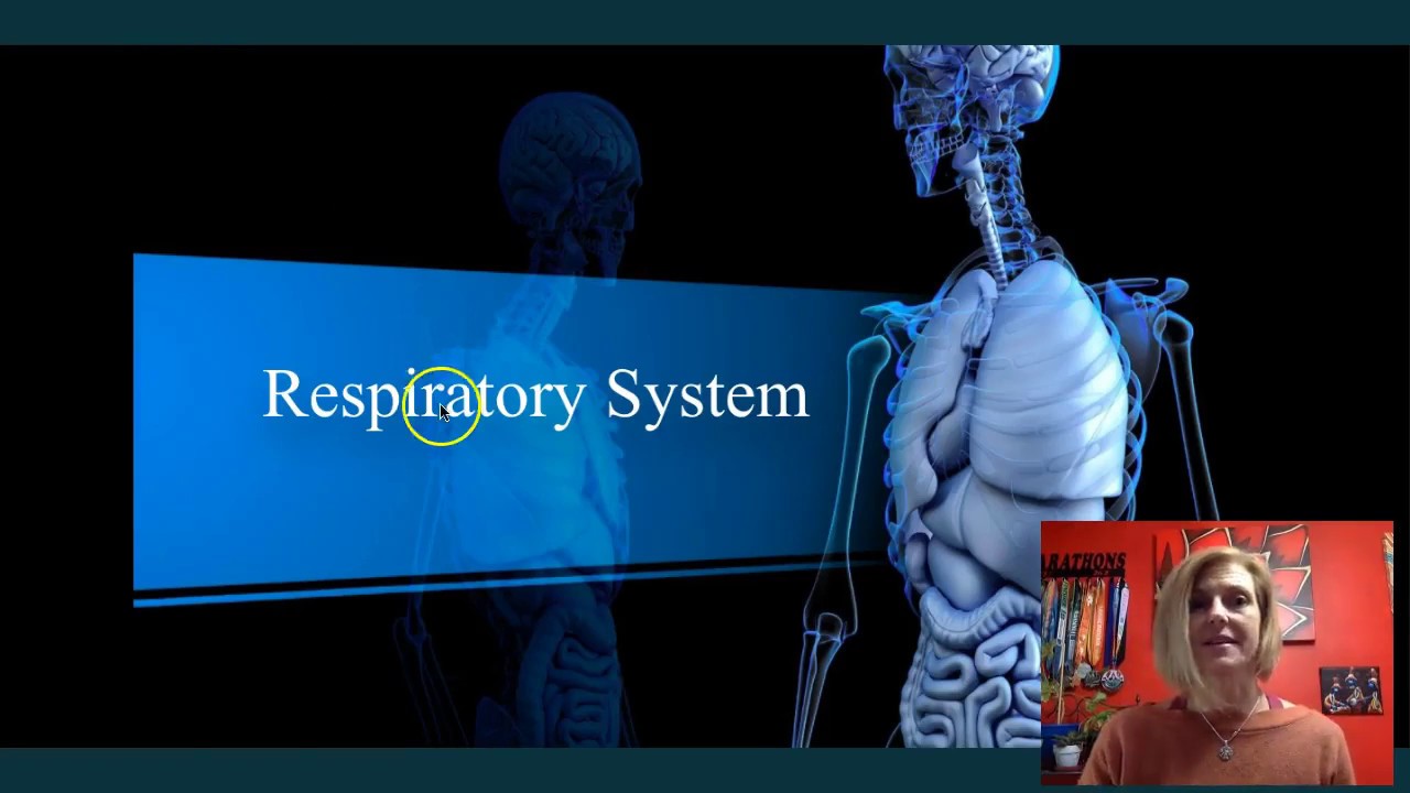 Anatomy of the Respiratory System