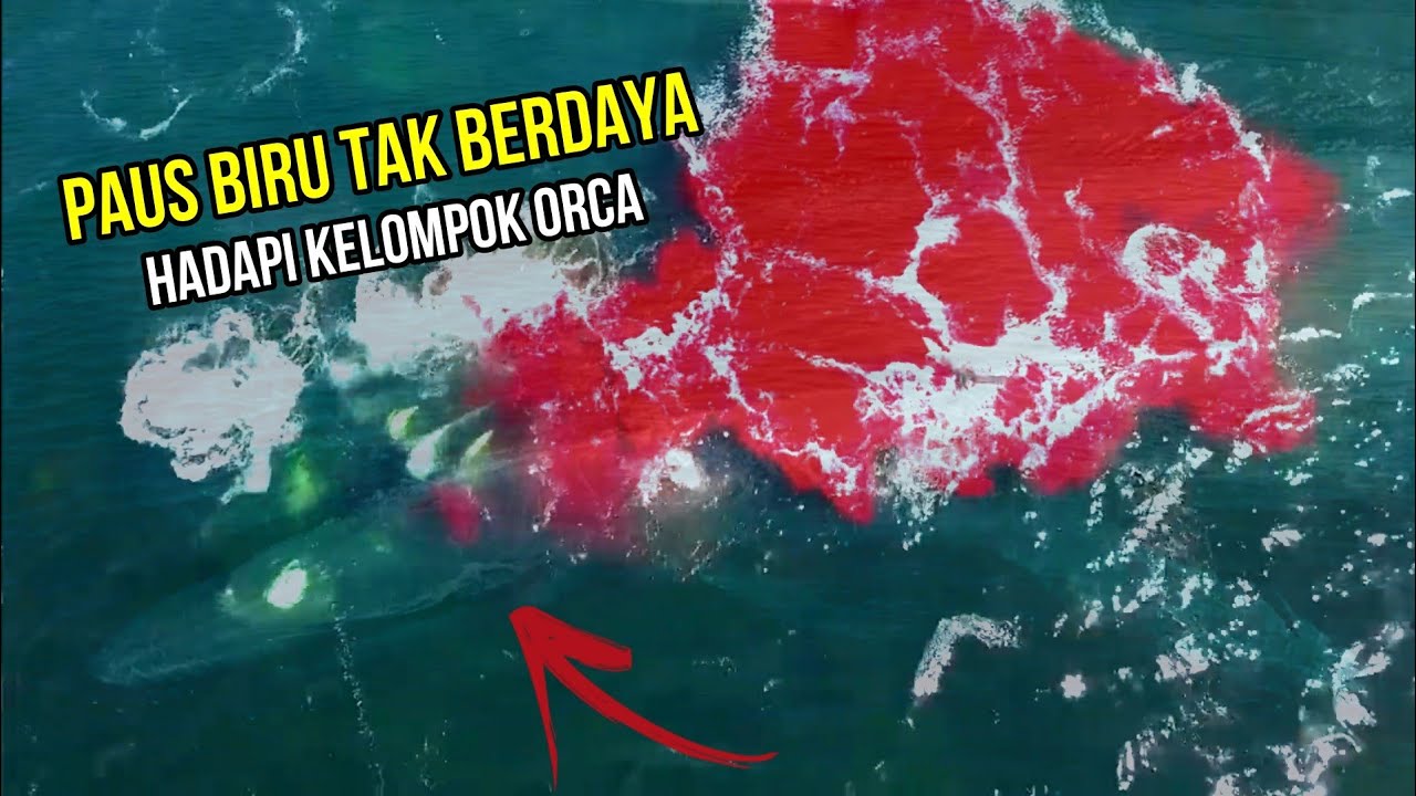 Viral!!! Ilmuwan Rekam Paus Orca Bunuh Paus Biru Dan Memakan Lidahnya
