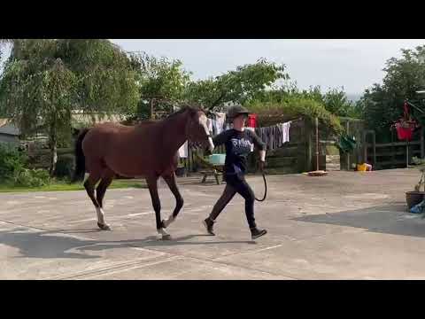 Video 5