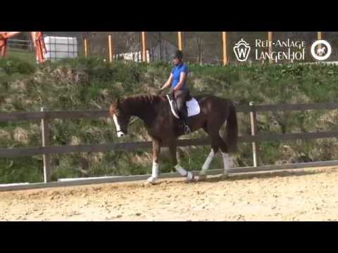 Fineliner - Dressurpferd - verkauft