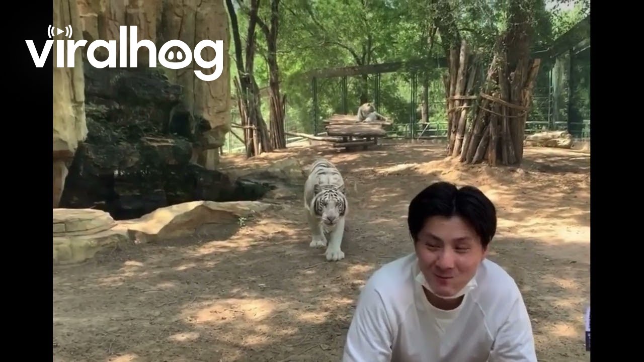 White Tiger Attempts Sneak Up on Zoo Visitor in China || ViralHog
