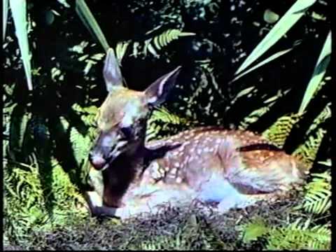 "Some of The Best" (MGM's Silver Anniversary Film Tribute) 1949 with Judy Garland