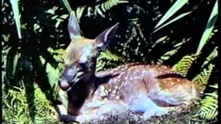 &quot;Some of The Best&quot; (MGM&#39;s Silver Anniversary Film Tribute) 1949 with Judy Garland