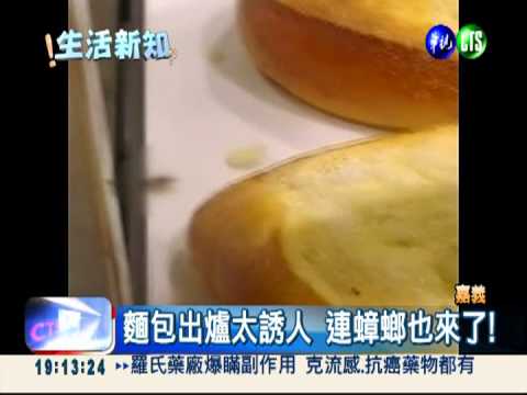 家樂福麵包攤 驚見蟑螂到處爬