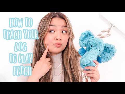 HOW TO TEACH YOUR PUPPY FETCH | DOG VLOG