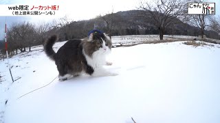 Vol.46「にゃん旅鉄道」雪の感触をたのしむにゃん♪