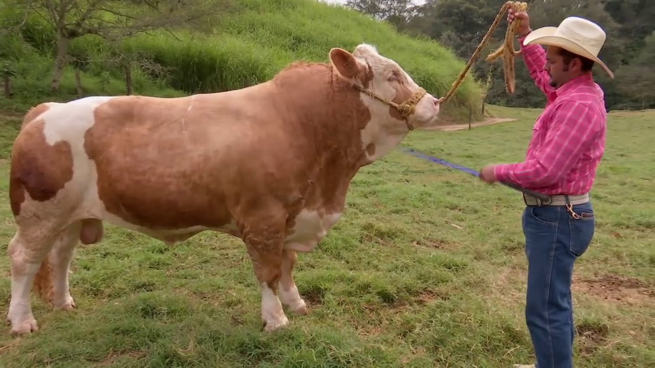 Ganado Simmental Fleckvieh