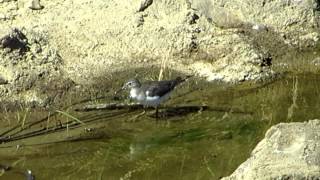 preview picture of video 'Spotted Sandpiper'