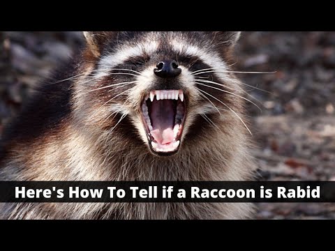 Here's How To Tell if a Raccoon is Rabid