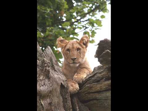 Anamanaguchi - Lions Are Big Cats