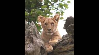 Anamanaguchi - Lions Are Big Cats