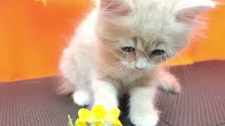 サイベリアンの動画01