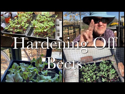 How to Harden Off Beets 101 | Beets Series Episode 2
