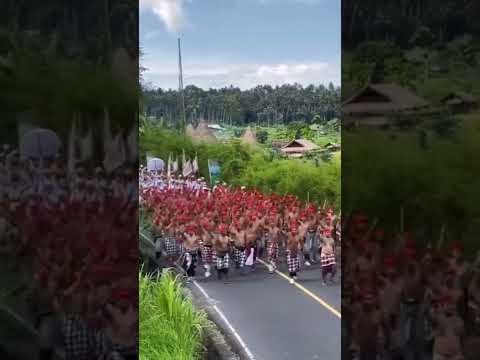 Tradisi Nyeret di Desa Ababi, Abang, Karangasem Bali.