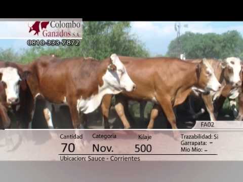 70 novillos de exportacion - Sauce - Corrientes