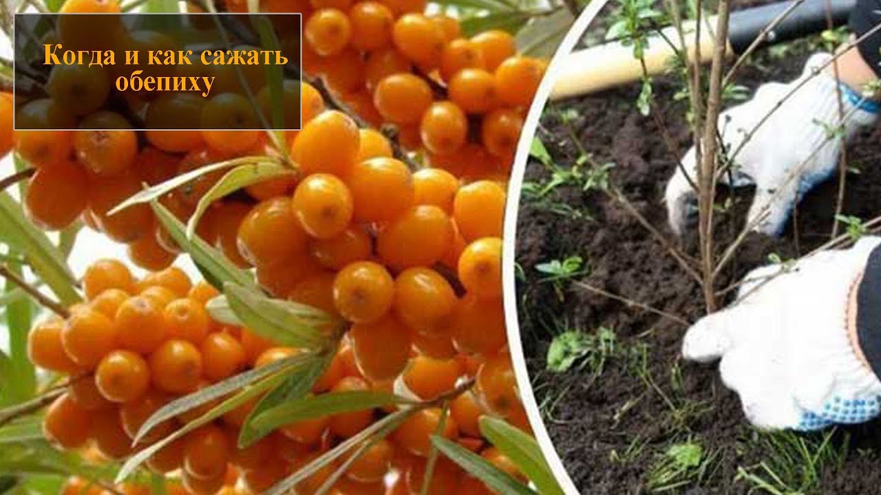 Сад и огород