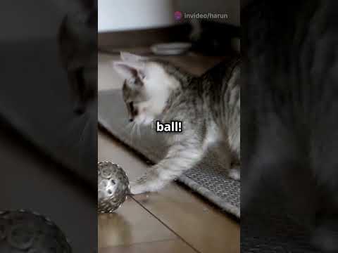 cat plays with ball