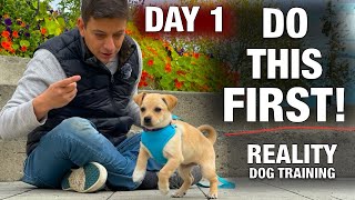 How to Train the FIRST 5 THINGS to ANY Puppy! Reality Dog Training