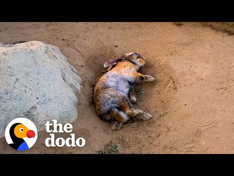 Woman Rescues A Bunny And Later Gets The Greatest Surprise | The Dodo