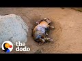 Woman Rescues A Bunny And Later Gets The Greatest Surprise The Dodo
