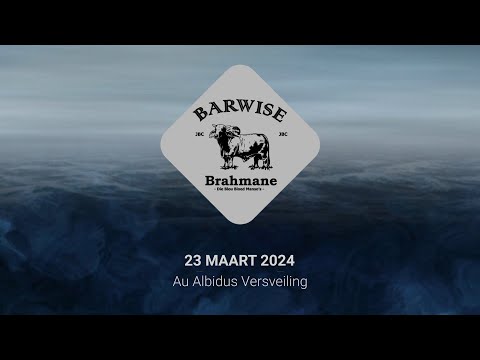 Barwise Brahmane (Au Albidus Versveiling) - 23 Maart 2024