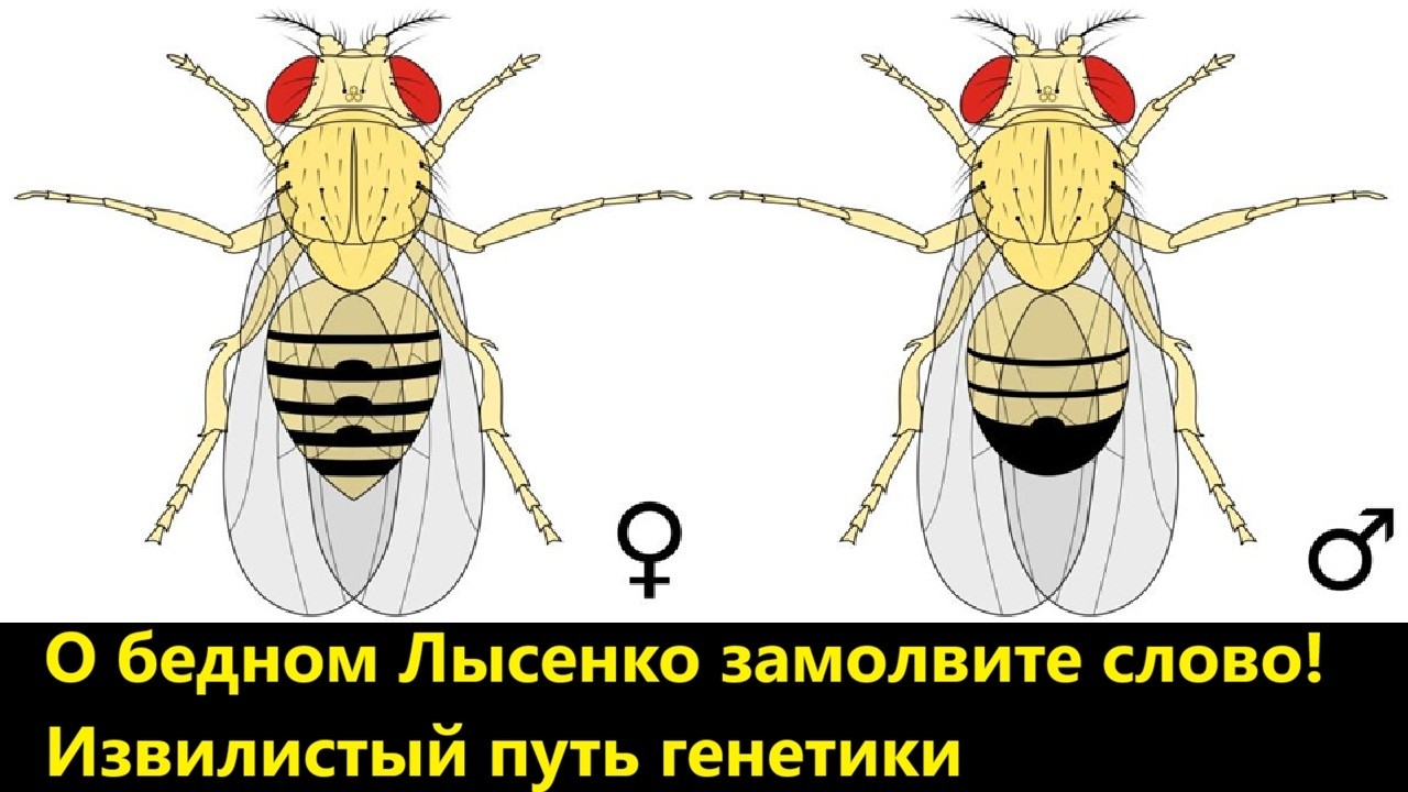 О бедном Лысенко замолвите слово! Извилистый путь генетики